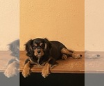 Small Photo #1 Cavalier King Charles Spaniel Puppy For Sale in BENTONVILLE, AR, USA