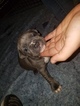 Small Photo #28 American Pit Bull Terrier Puppy For Sale in GRIFFIN, GA, USA