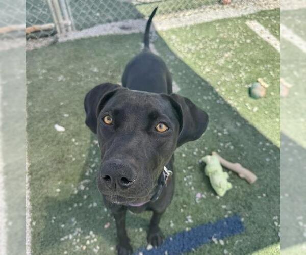 Medium Photo #21 German Shorthaired Lab Puppy For Sale in San Diego, CA, USA