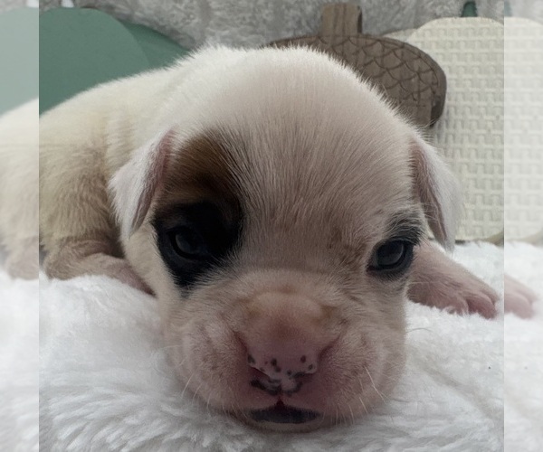 Medium Photo #3 Boxer Puppy For Sale in PAWNEE CITY, NE, USA
