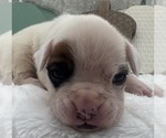 Small #2 Boxer