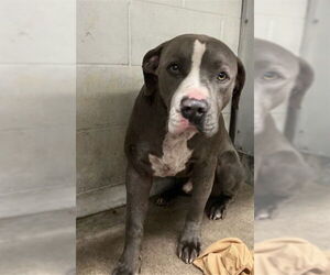 Mutt Dogs for adoption in San Bernardino, CA, USA