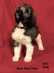 Poodle (Standard) Puppy for sale in SMITHVILLE, MS, USA