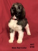 Small Photo #1 Poodle (Standard) Puppy For Sale in SMITHVILLE, MS, USA