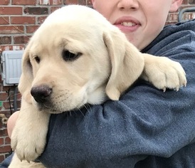 Labrador Retriever Puppy for sale in JASPER, IN, USA