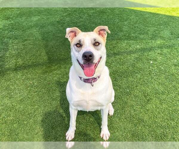 Medium Photo #3 Mutt Puppy For Sale in Orange, CA, USA