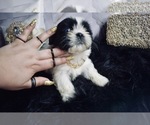 Small #1 Shih Tzu