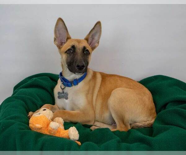 Medium Photo #2 Mutt Puppy For Sale in Kennesaw, GA, USA