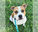 *DIVA THE POP STAR - Female Mutt Dog for Adoption - Small photo