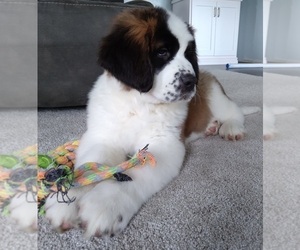 Medium Saint Bernard