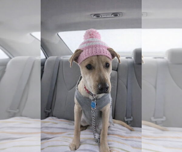 Medium Photo #1 Mutt Puppy For Sale in Mt. Laurel, NJ, USA