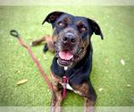 Small #2 Catahoula Leopard Dog Mix