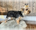 Small #4 Yorkshire Terrier
