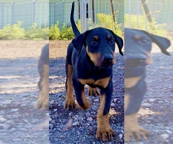 Medium Photo #2 Doberman Pinscher Puppy For Sale in HAMMOND RANCH, CA, USA