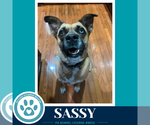 Small #1 Boxer Mix