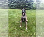 Small #1 Mutt
