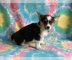 Pembroke Welsh Corgi Puppy for sale in LANCASTER, PA, USA