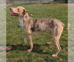 Small #3 Australian Shepherd Mix