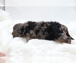 Small #40 Cockapoo