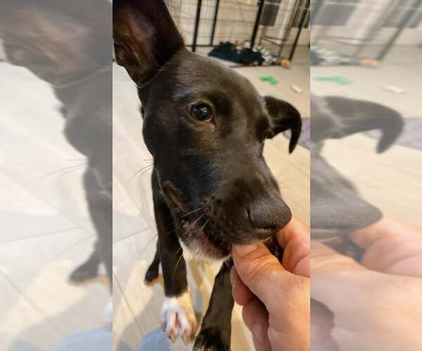 Medium Photo #8 Black Mouth Cur-Unknown Mix Puppy For Sale in Palatka, FL, USA
