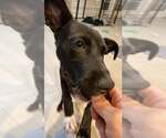 Small #7 Black Mouth Cur Mix