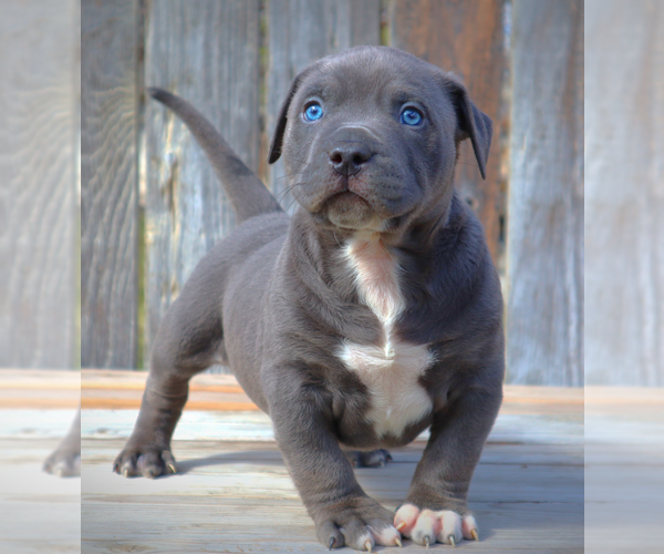 Medium Photo #4 American Bully Puppy For Sale in LOS ANGELES, CA, USA