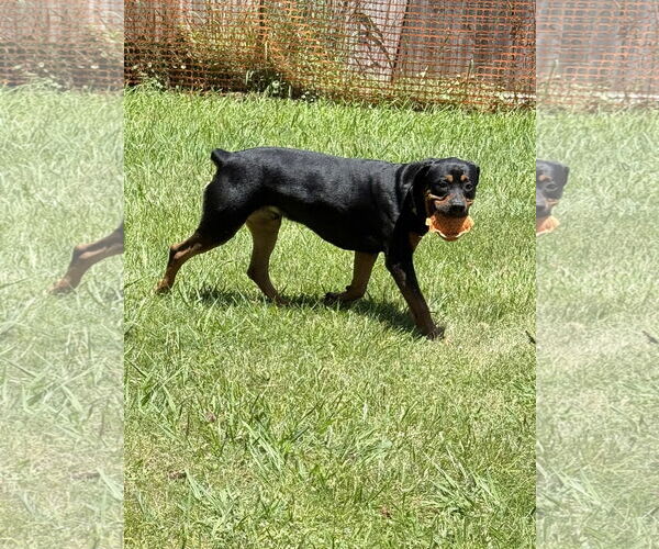 Medium Photo #3 Rottweiler Puppy For Sale in Mooresville, NC, USA