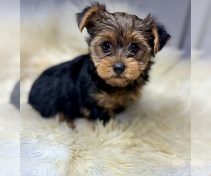 Yorkshire Terrier Puppy for sale in RIPLEY, MS, USA