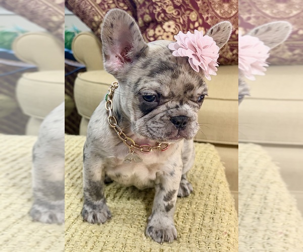 Medium Photo #3 French Bulldog Puppy For Sale in SNELLVILLE, GA, USA