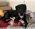 Small #17 Boxer Mix