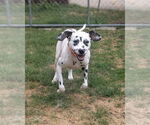 Small #1 Dalmatian