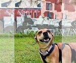 Small #11 Puggle