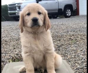 Golden Retriever Puppy for sale in BEAVER, OH, USA