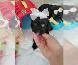 Poodle (Toy) Puppy for sale in SEBRING, FL, USA