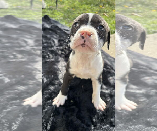 Medium Photo #14 American Pit Bull Terrier-Labrador Retriever Mix Puppy For Sale in Holly Springs, NC, USA