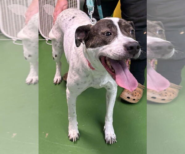 Medium Photo #12 Labrador Retriever-Unknown Mix Puppy For Sale in Rustburg, VA, USA
