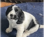 Puppy Lucy Schnocker