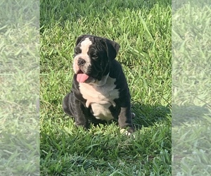 Bulldog Puppy for sale in MANVEL, TX, USA