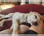 Small #12 Poodle (Miniature) Mix