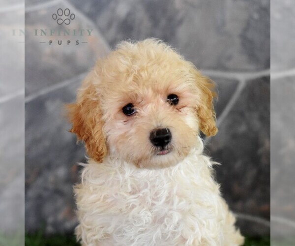 Medium Photo #5 Maltipoo Puppy For Sale in MILL HALL, PA, USA