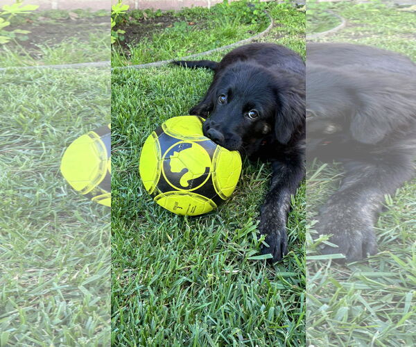Medium Photo #2 Labrador Retriever-Unknown Mix Puppy For Sale in San Diego, CA, USA