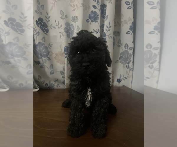 Medium Photo #3 Cockapoo Puppy For Sale in DURHAM, CT, USA