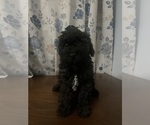Small #2 Cockapoo