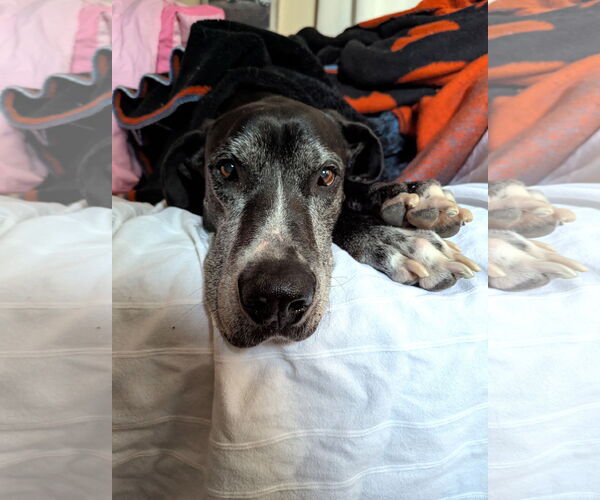 Medium Photo #5 Great Dane Puppy For Sale in St. Louis Park, MN, USA