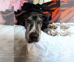 Small #4 Great Dane