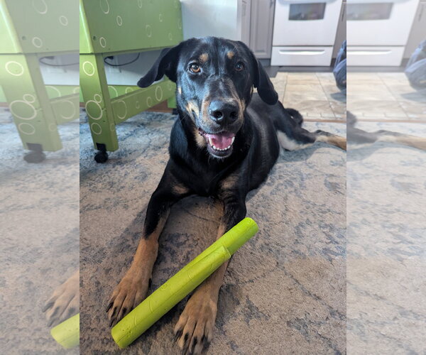 Medium Photo #1 Doberman Pinscher-Unknown Mix Puppy For Sale in Minneaoplis, MN, USA