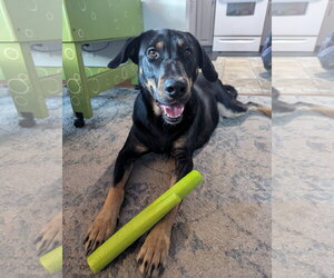 Doberman Pinscher-Unknown Mix Dogs for adoption in Minneaoplis, MN, USA