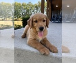 Small #1 Golden Retriever