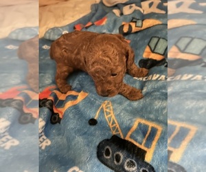Poodle (Toy) Puppy for sale in DULUTH, GA, USA