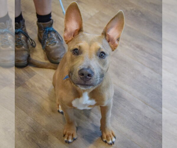 Medium Photo #10 American Staffordshire Terrier-German Shepherd Dog Mix Puppy For Sale in Huntley, IL, USA